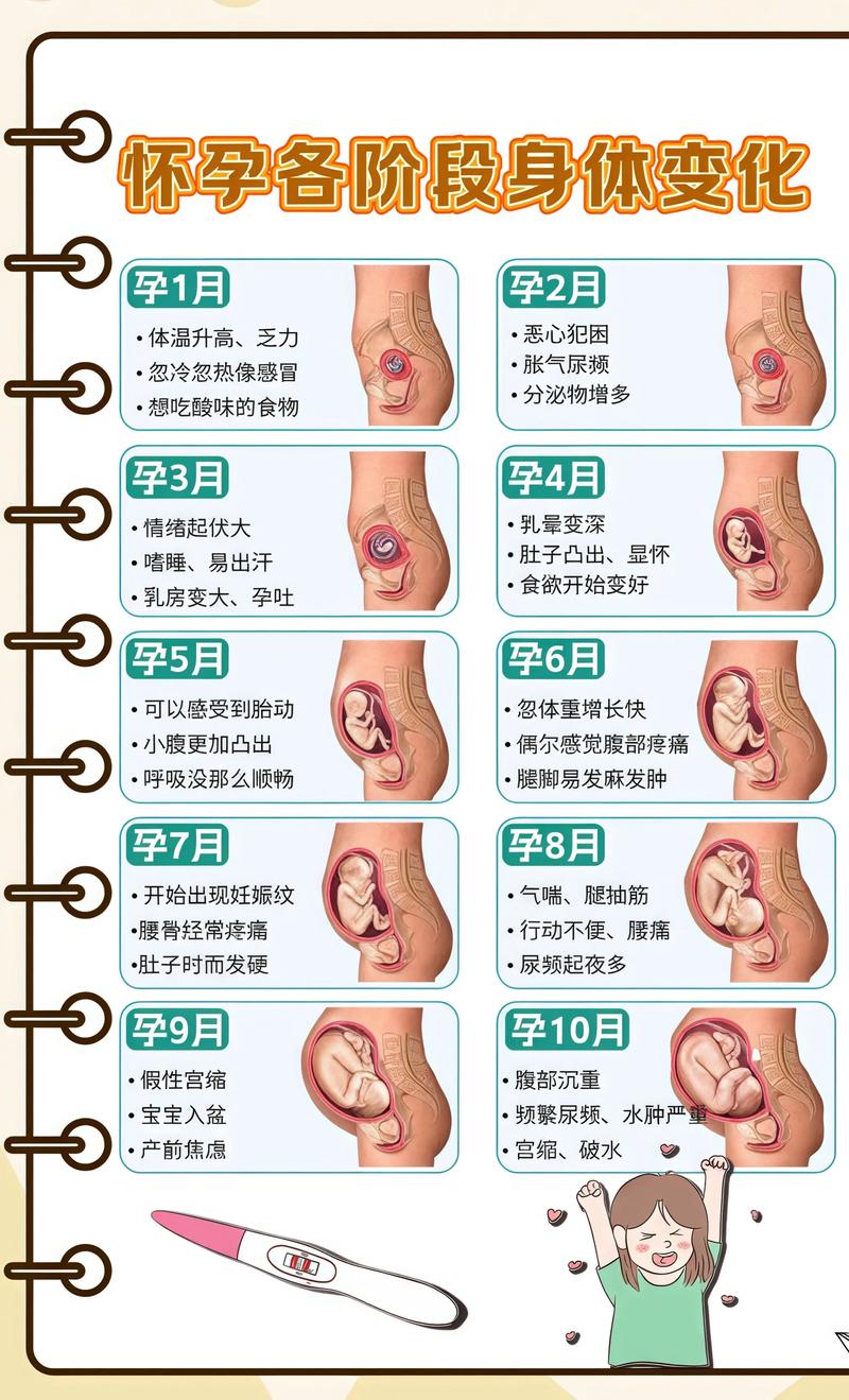揭秘供卵代孕妈妈怀孕小腹分两节，孕期变化的奥秘泰安代生机构: